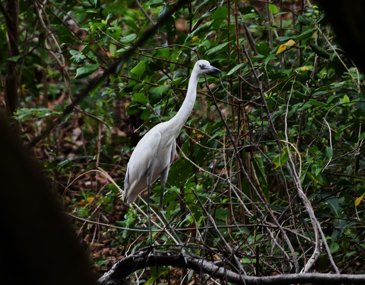 Little Blue Heron - Andrea Pacheco