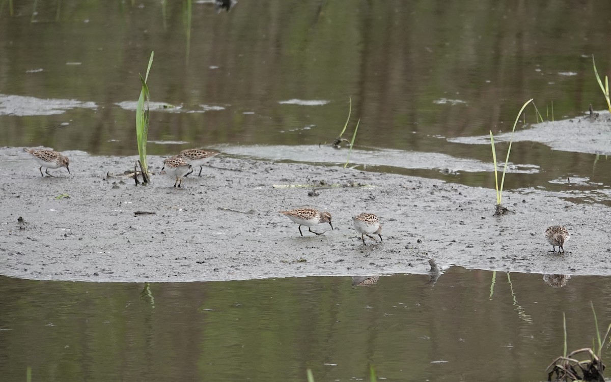 Least Sandpiper - Michael DeWispelaere