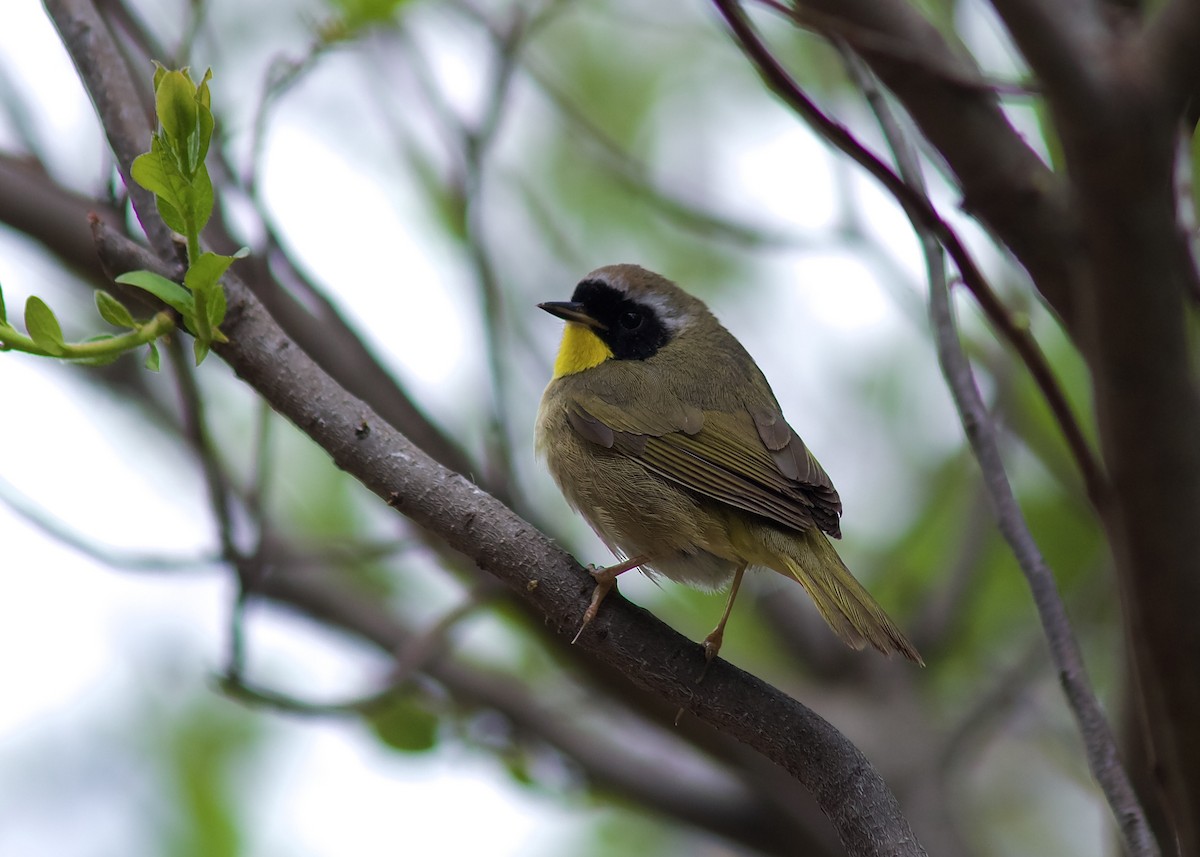 Common Yellowthroat - ML618971785