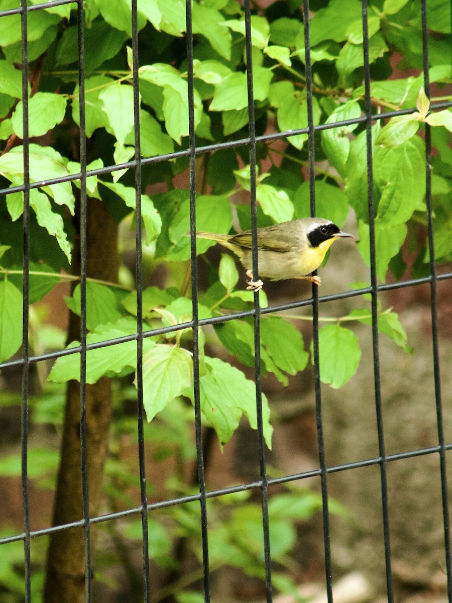 Common Yellowthroat - ML618971789