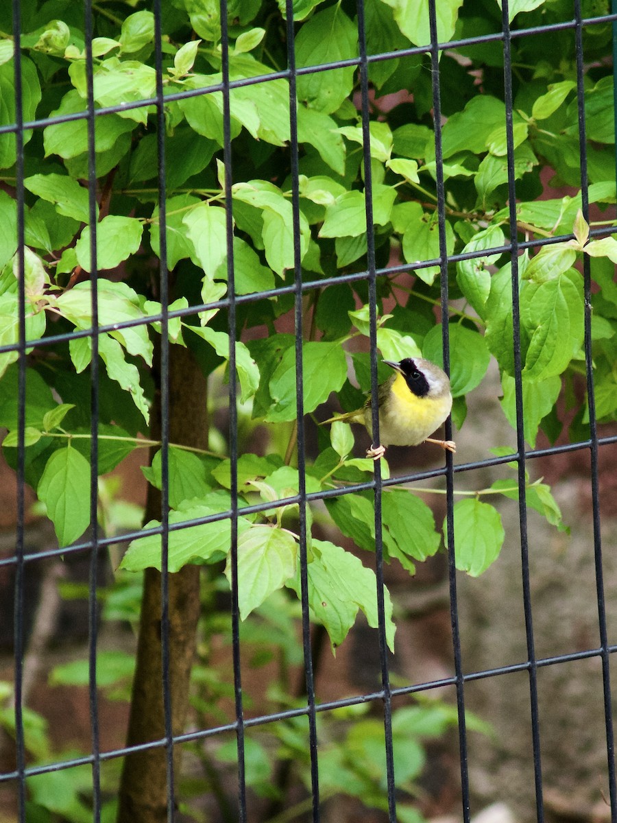 Common Yellowthroat - ML618971791