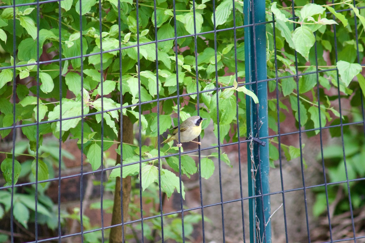 Common Yellowthroat - ML618971793