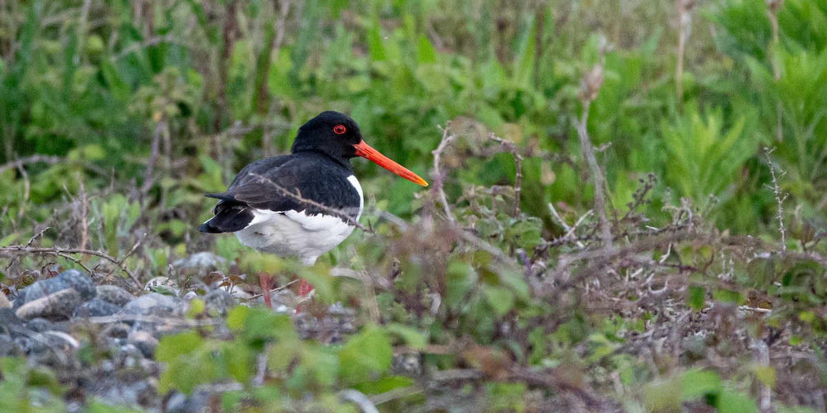 Eurasian Oystercatcher - ML618971794