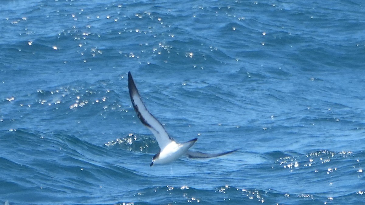 Hawaiian Petrel - Jack Maynard