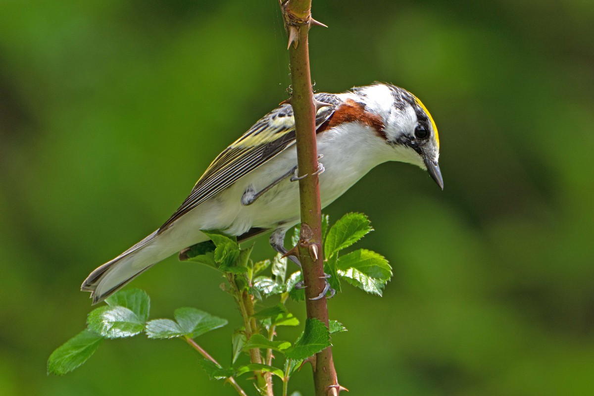 Chestnut-sided Warbler - ML618971812