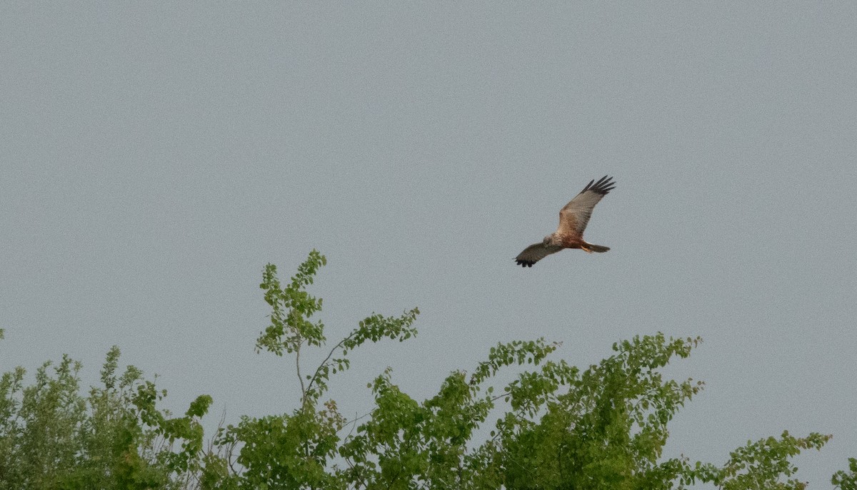 Western Marsh Harrier - ML618971817