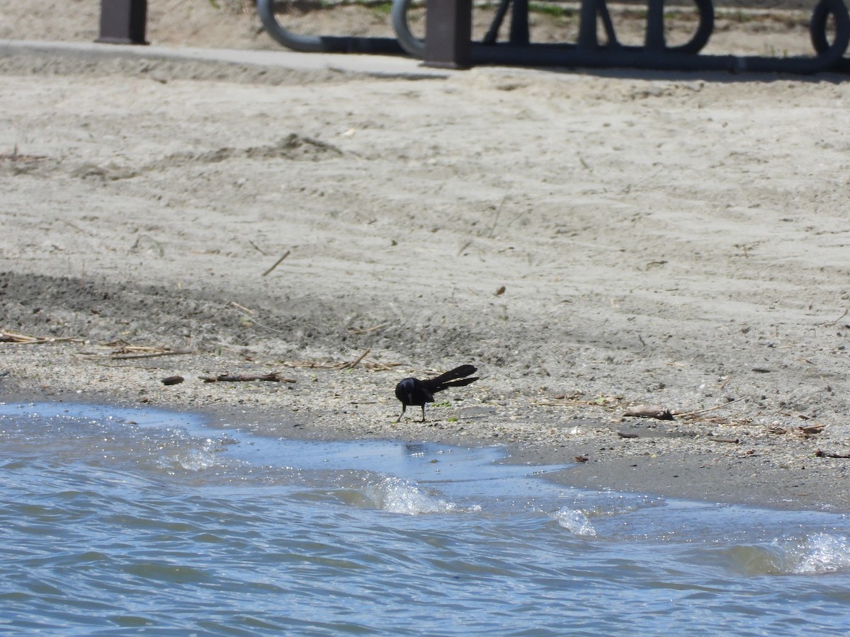 Great-tailed Grackle - Amanda Dickey