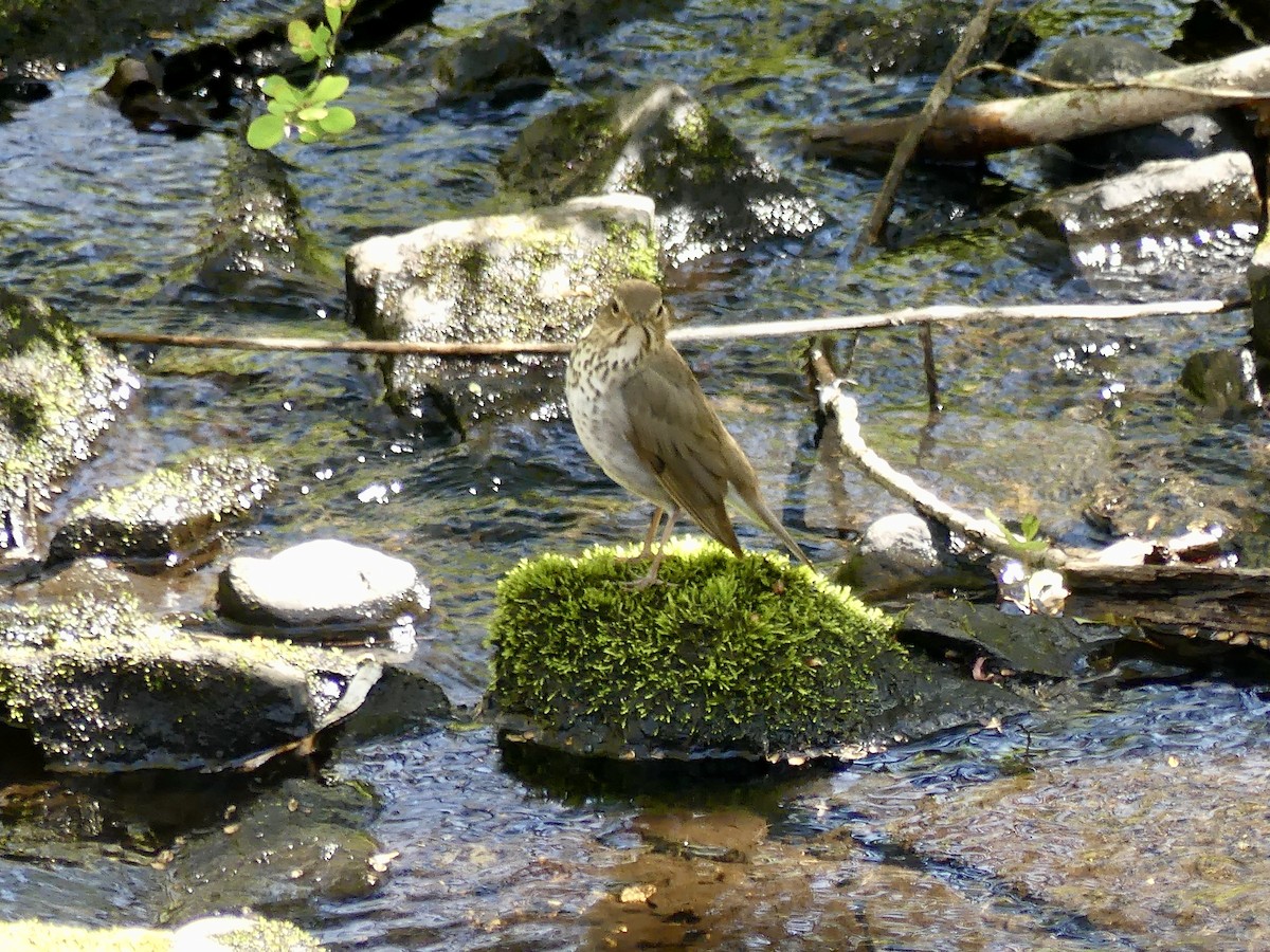 Swainson's Thrush - Laura Blutstein