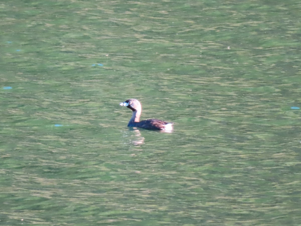 Pied-billed Grebe - Karen Richardson