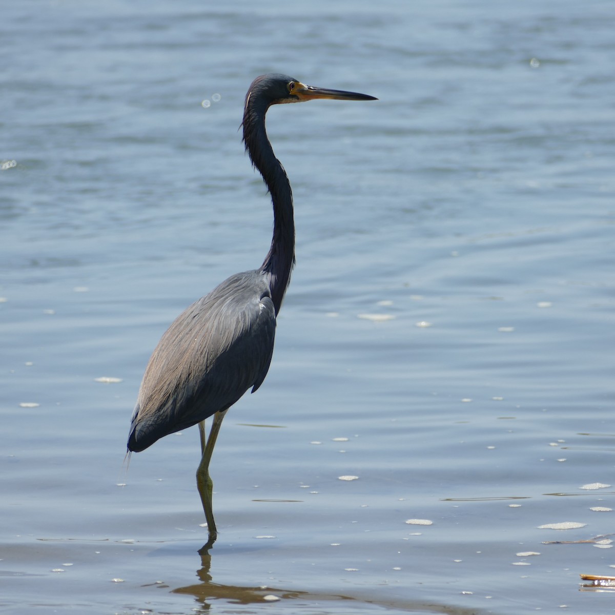 Tricolored Heron - Ulrike Schmölzer