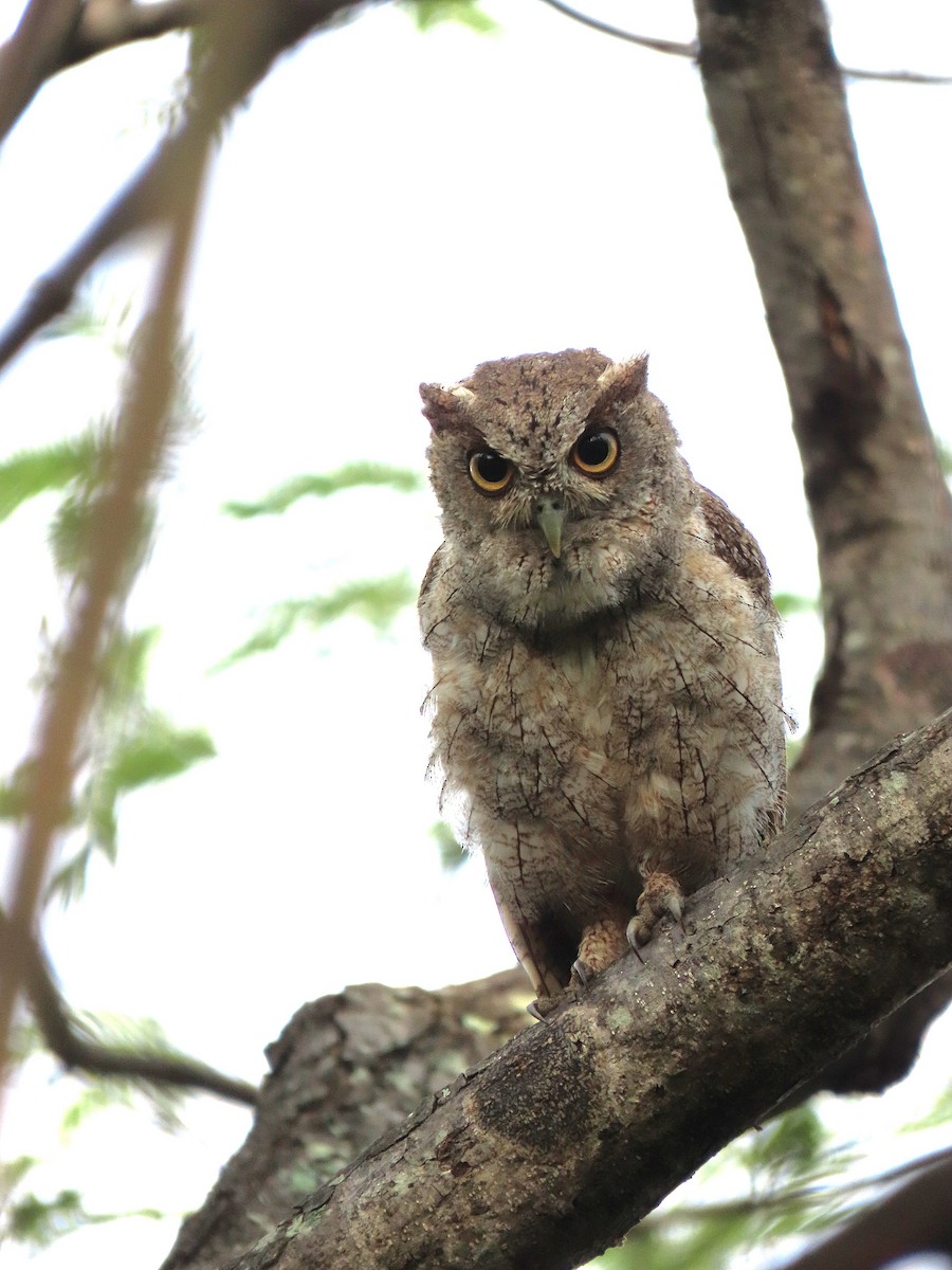 Pacific Screech-Owl - Alfonso Auerbach