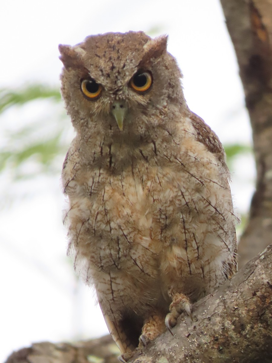 Pacific Screech-Owl - Alfonso Auerbach