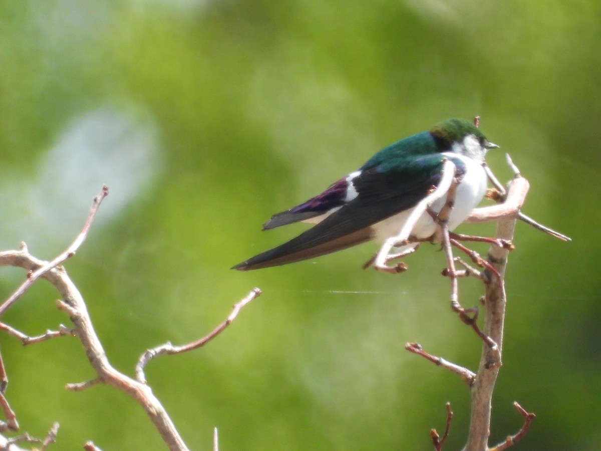 Violet-green Swallow - Amanda Dickey