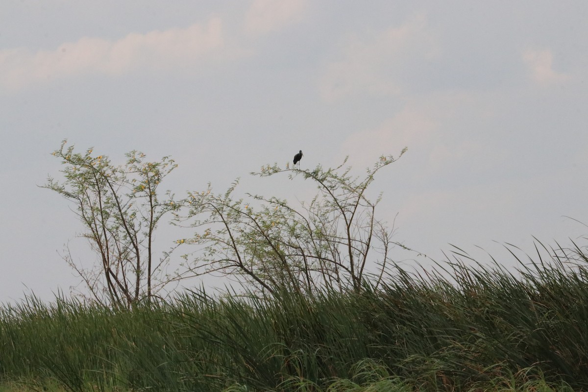 African Openbill - Nyreen Roberts