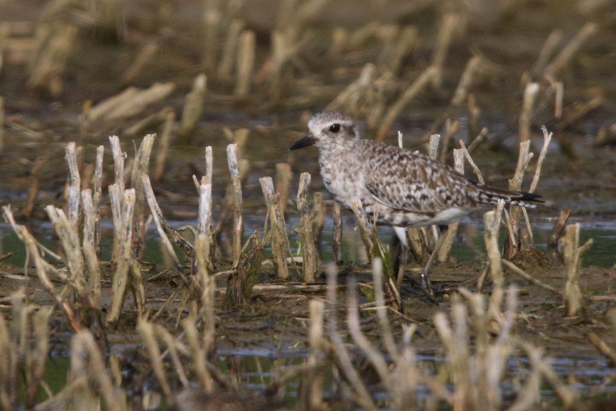 Black-bellied Plover - ML618971878