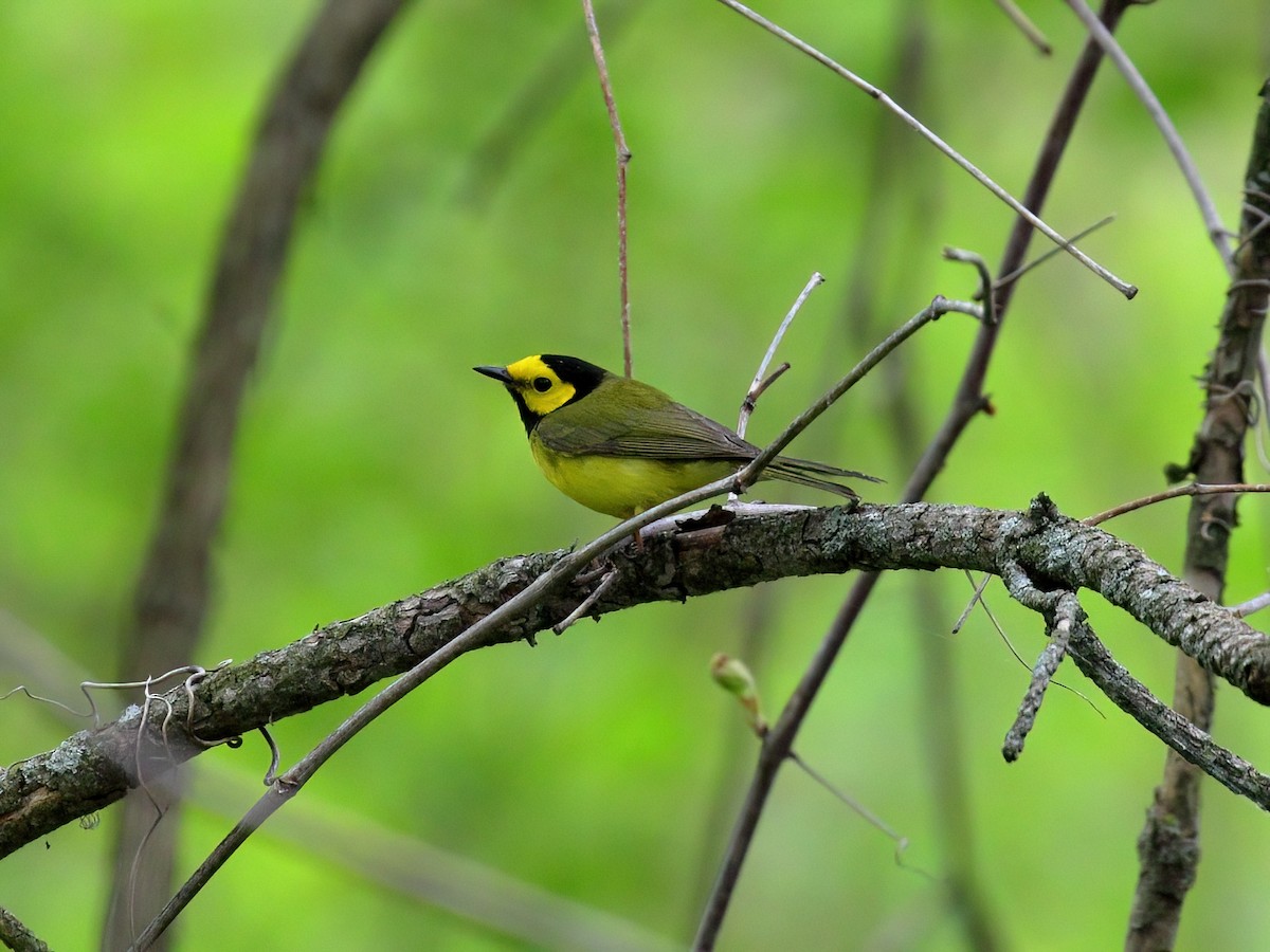 Hooded Warbler - ML618971887