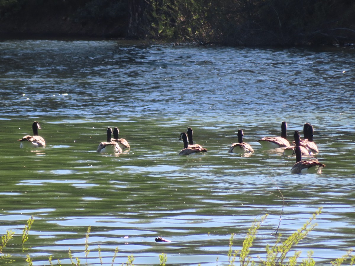 Canada Goose - Karen Richardson