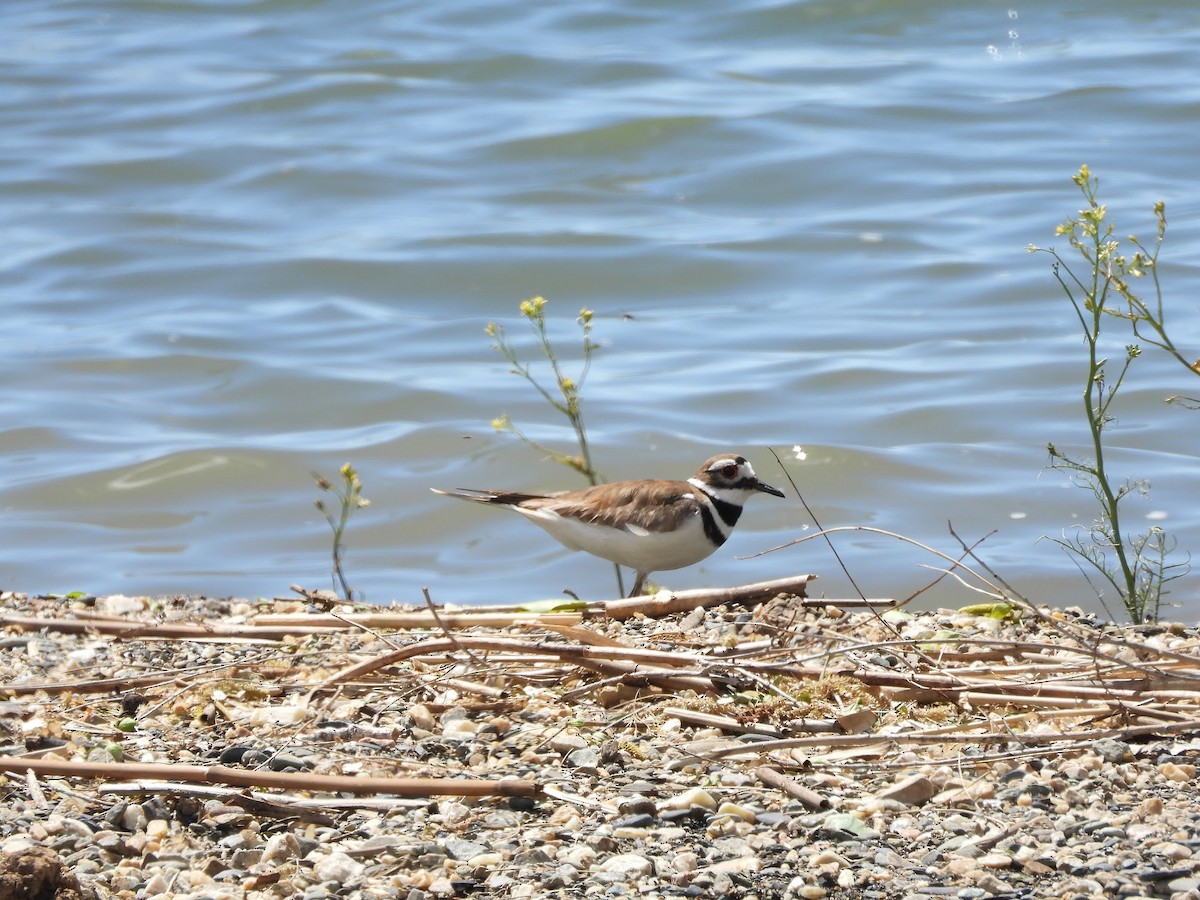 Killdeer - ML618971894