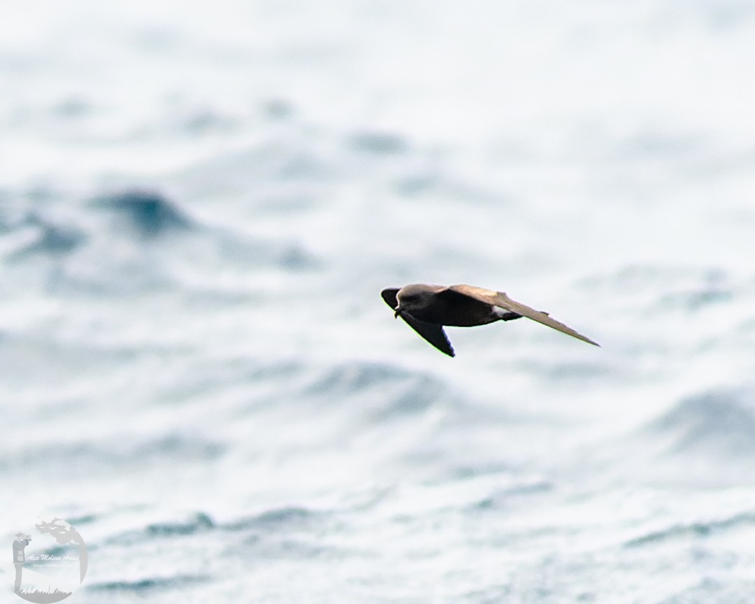 Wedge-rumped Storm-Petrel - Alex Molina