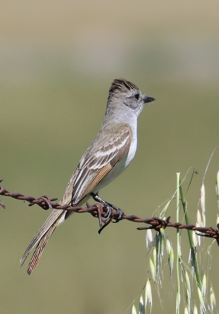 Ash-throated Flycatcher - Tobias Felbeck