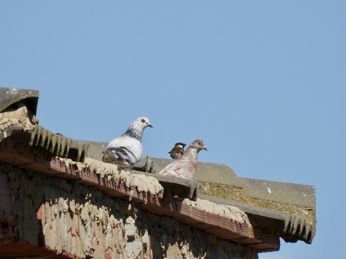 Rock Pigeon - ML618971940