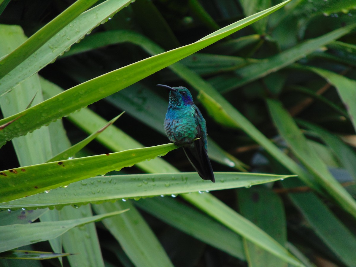 Lesser Violetear - ML618971949