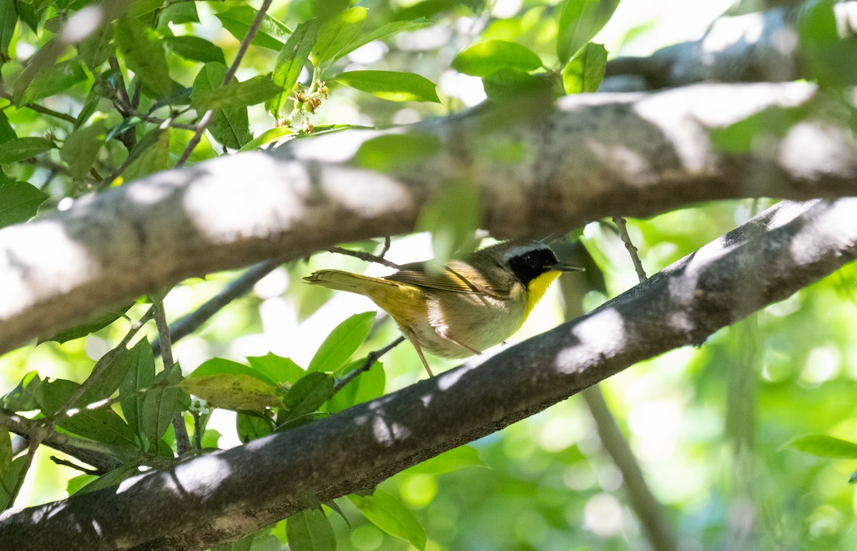 Common Yellowthroat - Elena Bersani