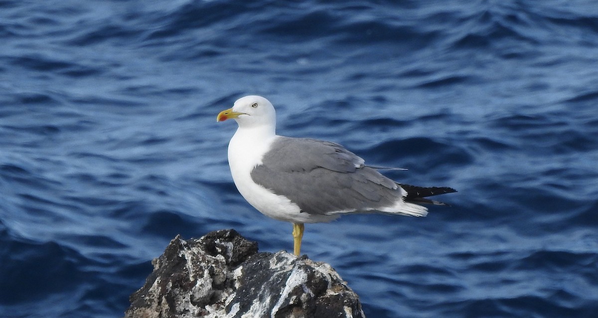 Yellow-legged Gull (atlantis) - ML618971966