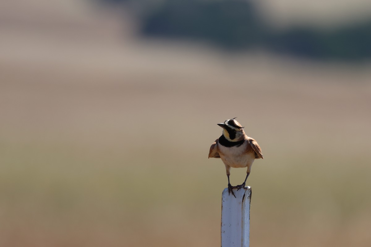 Horned Lark - Tobias Felbeck