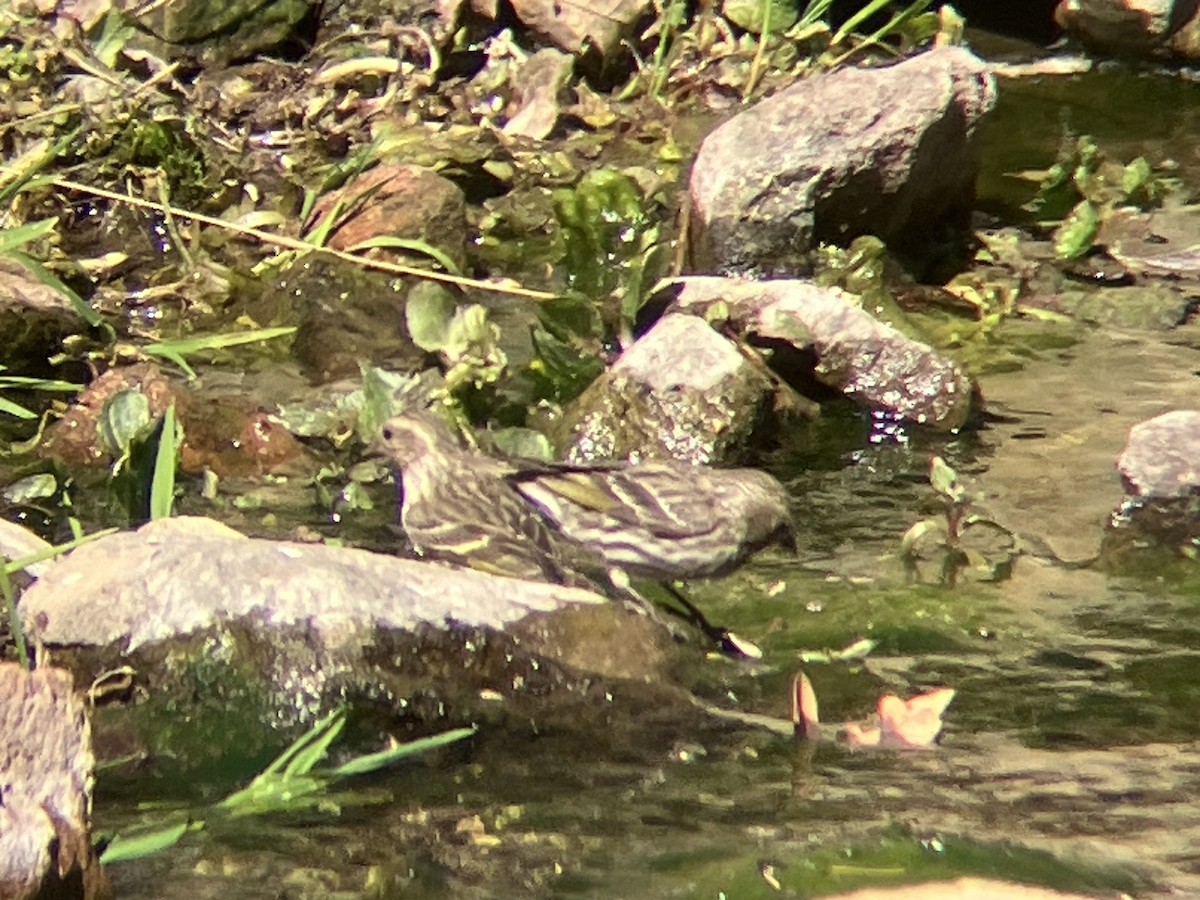 Pine Siskin - Ryan Hood