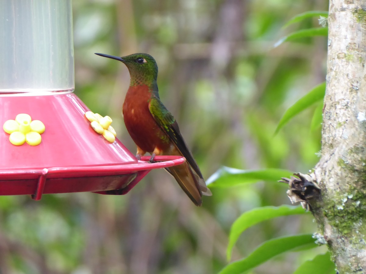 Chestnut-breasted Coronet - Neil Davidson