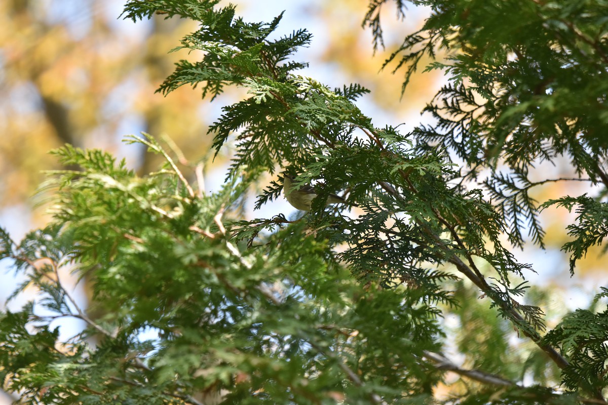 Ruby-crowned Kinglet - Nancy Lance