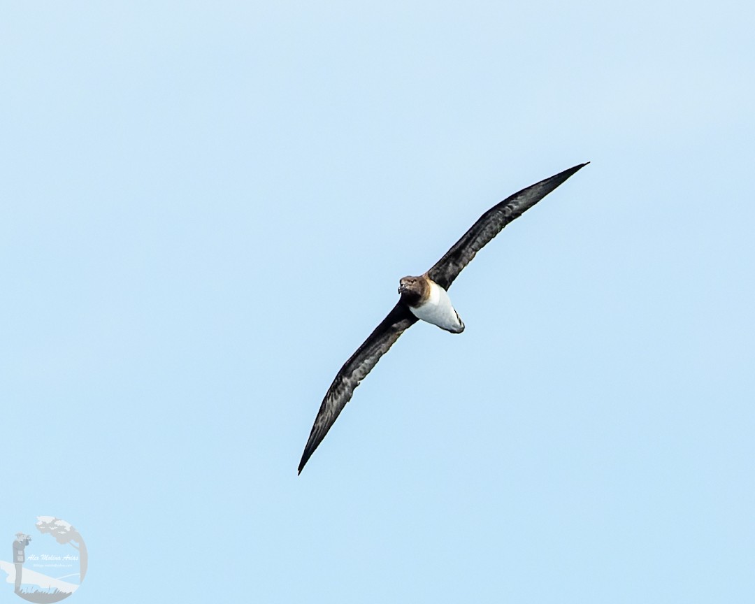 Petrel de Tahití - ML618972028