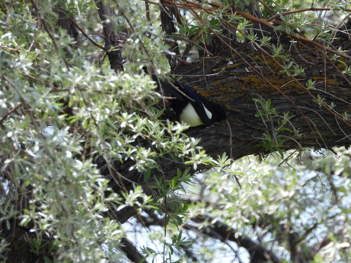 Black-billed Magpie - Amanda Dickey