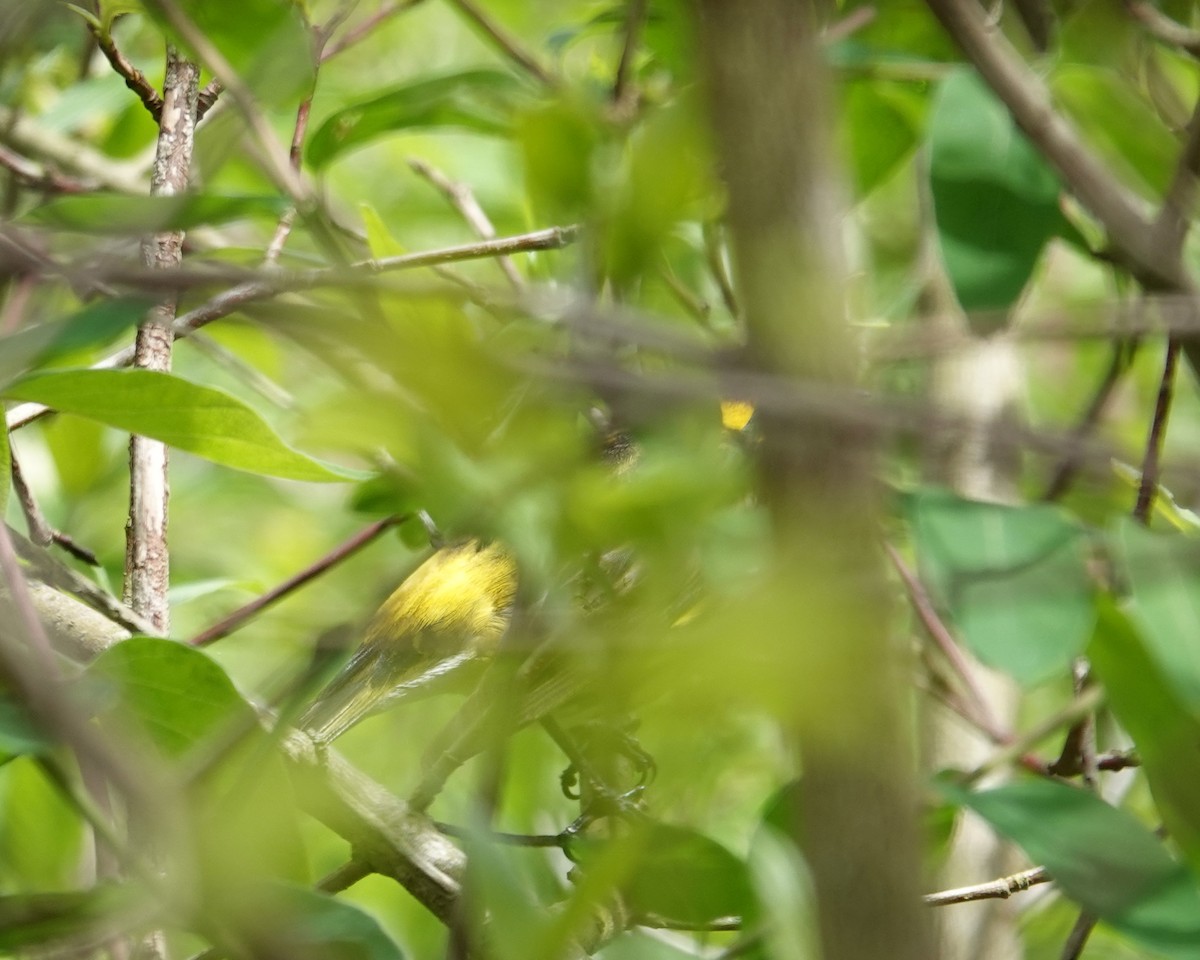 Cape May Warbler - Michael DeWispelaere