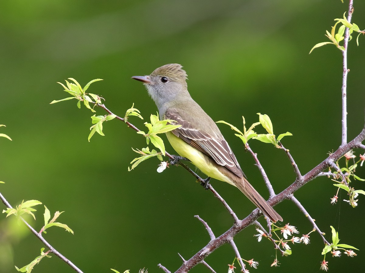 Great Crested Flycatcher - Greg Ongie