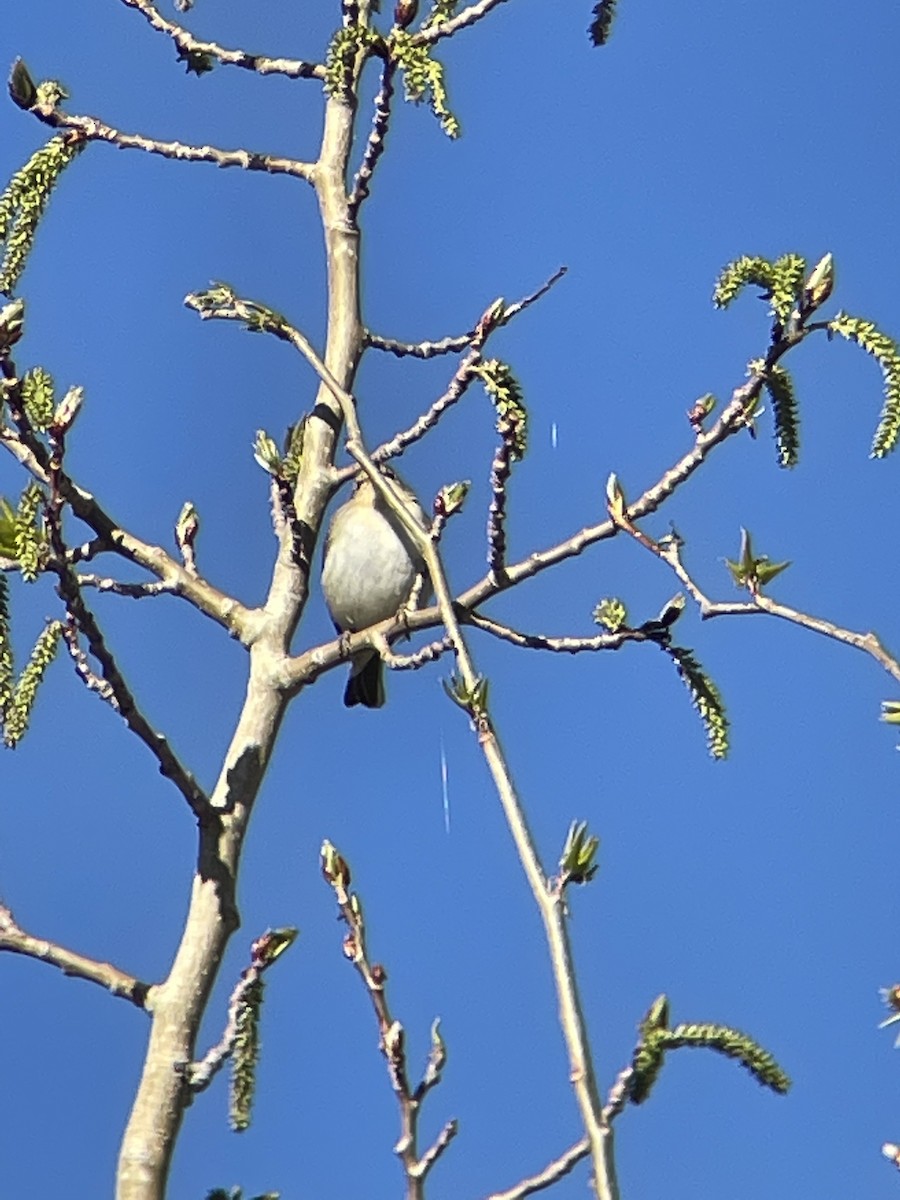 Tennessee Warbler - Donald Jones