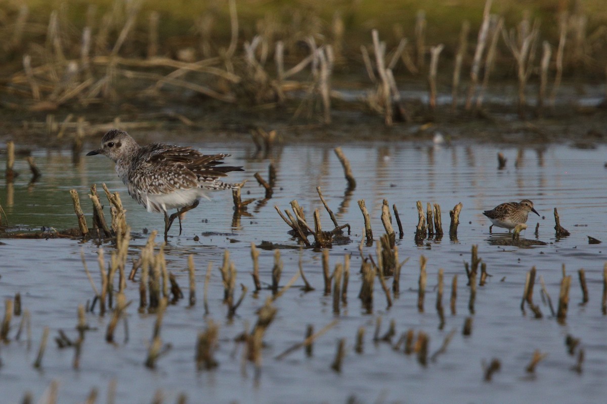 Black-bellied Plover - ML618972072