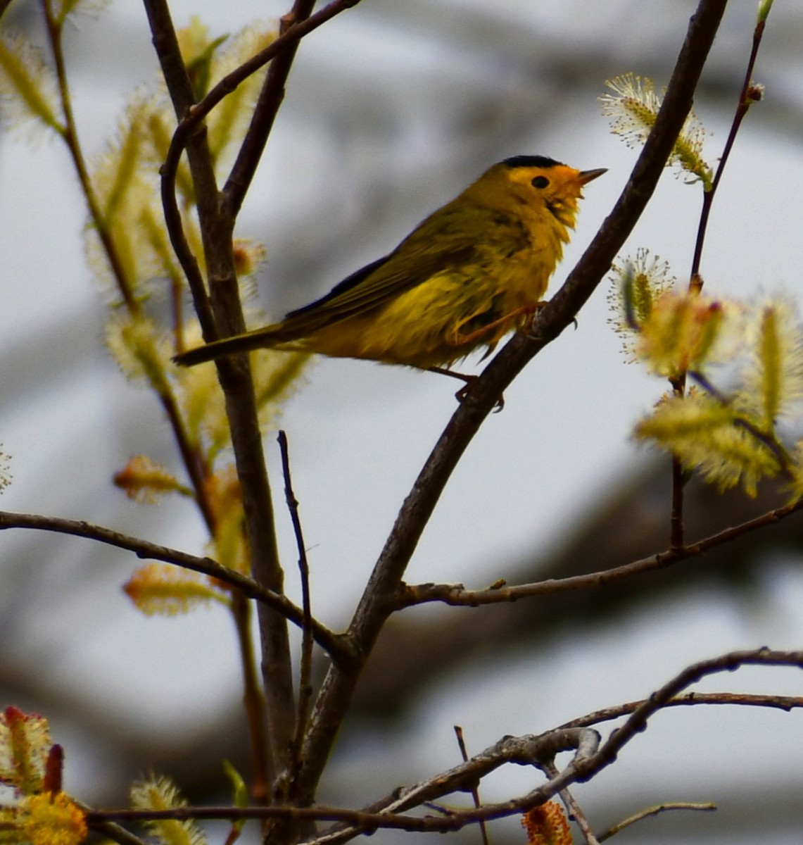 Wilson's Warbler - Kim  Selbee