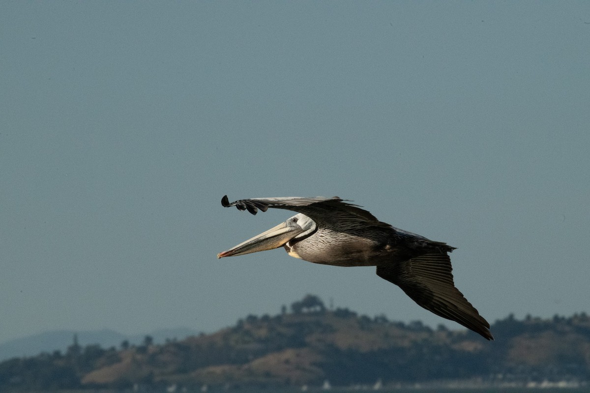pelikán hnědý - ML618972103