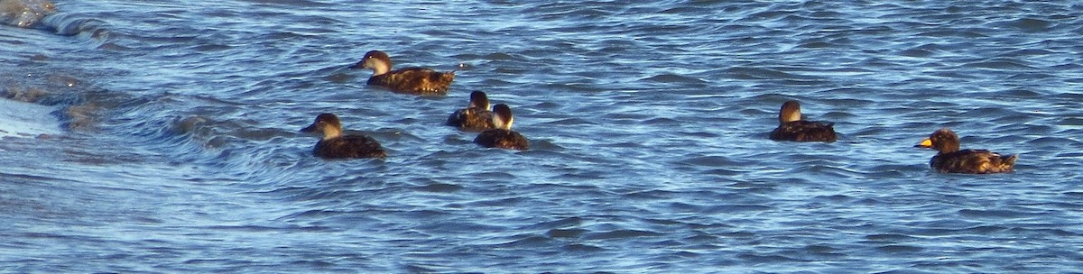 Black Scoter - Tammy Hester