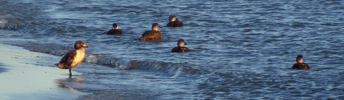 Black Scoter - Tammy Hester