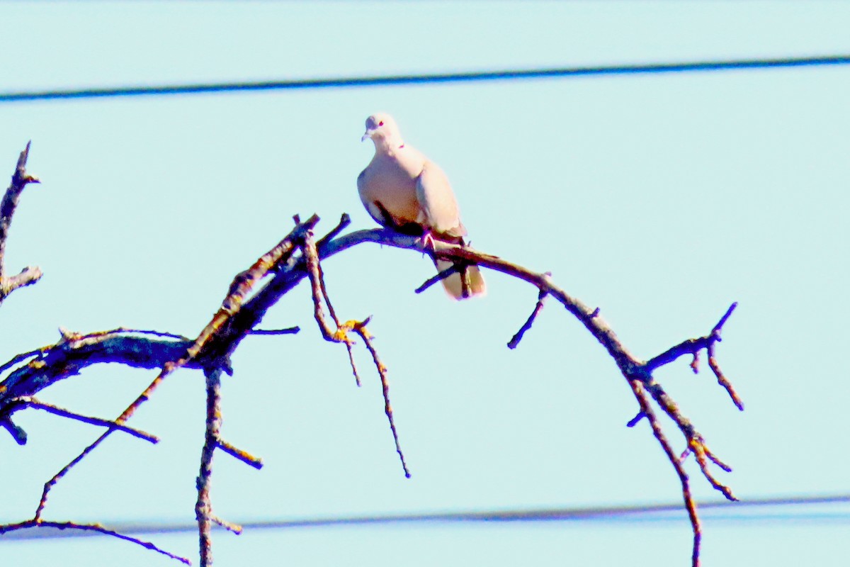 Eurasian Collared-Dove - ML618972156