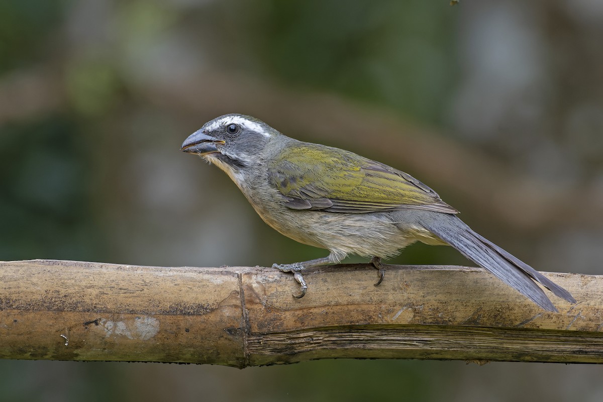 Green-winged Saltator - ML618972187