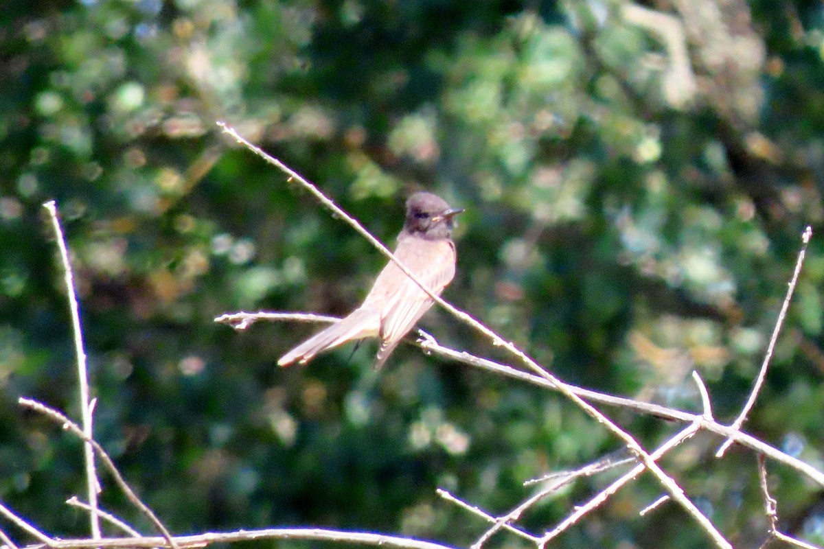 Ash-throated Flycatcher - Suzanne Hutchinson