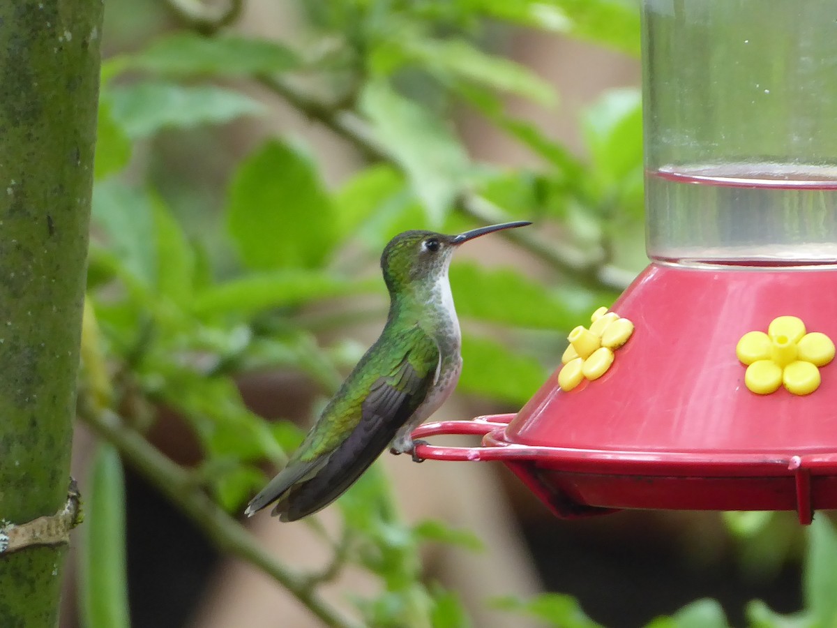 White-bellied Hummingbird - Neil Davidson