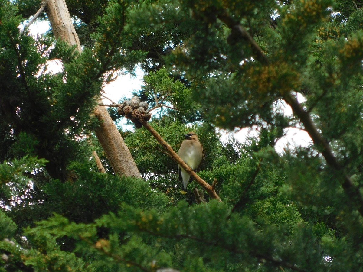 Cedar Waxwing - Julia Rabkin