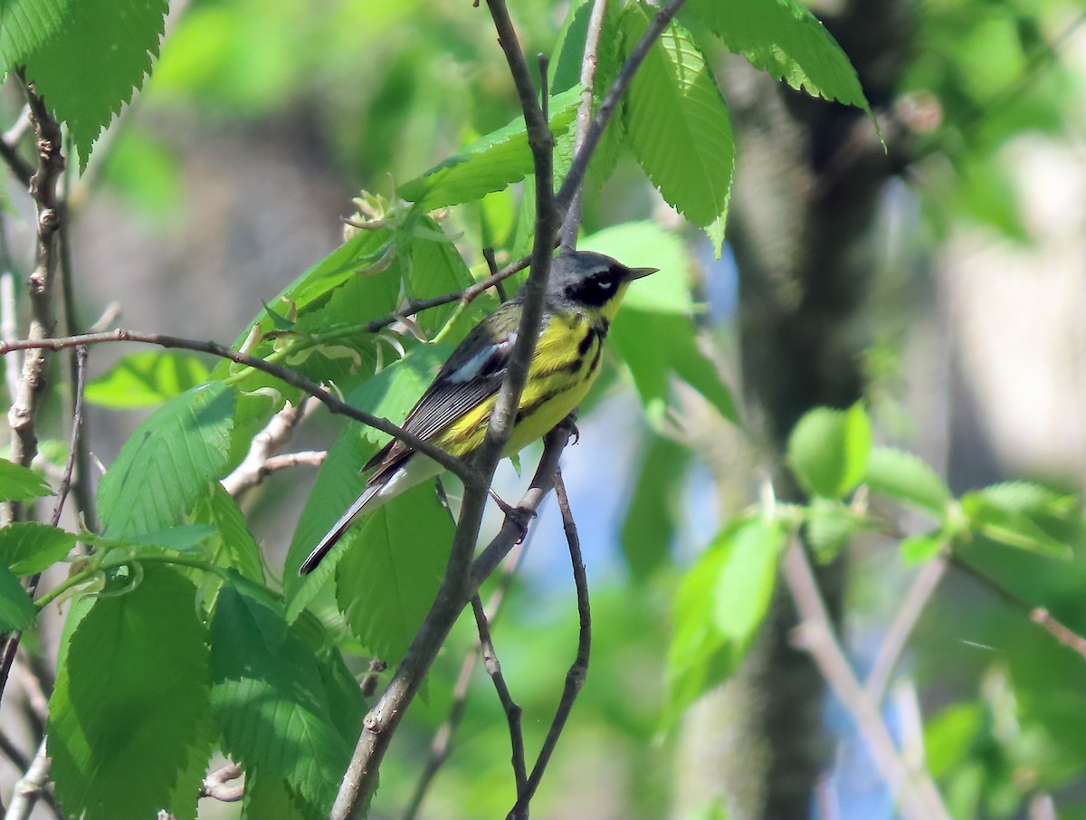 Magnolia Warbler - Kathy Carroll