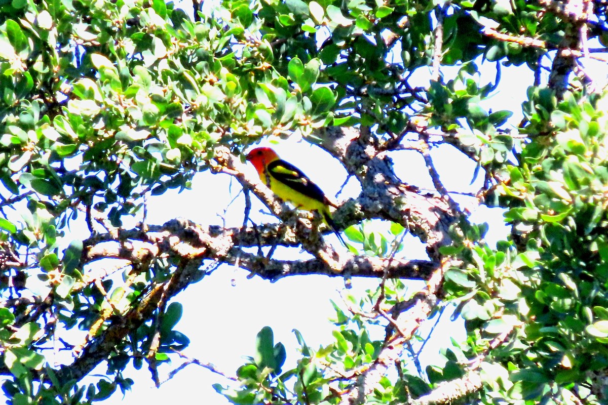 Western Tanager - ML618972233