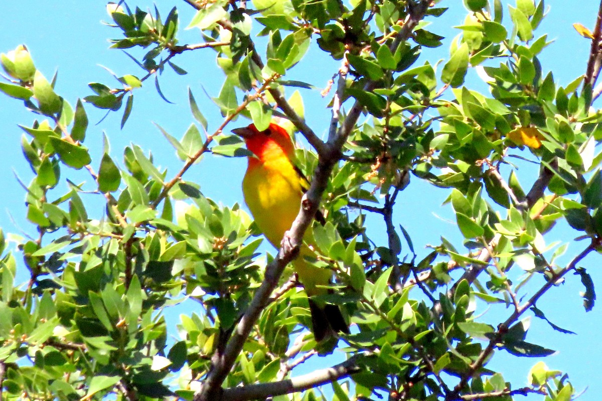 Western Tanager - ML618972234